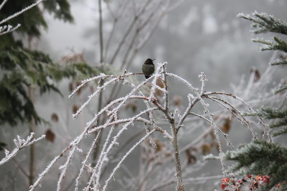 Frost Winter Nature
