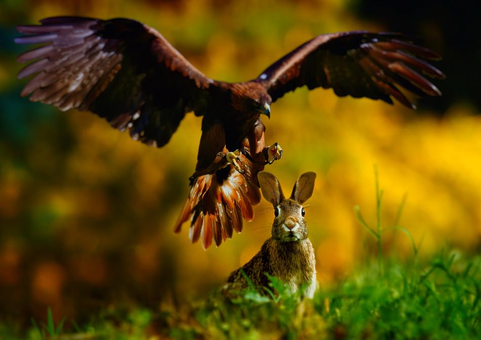 big eagle and hare in the steppe