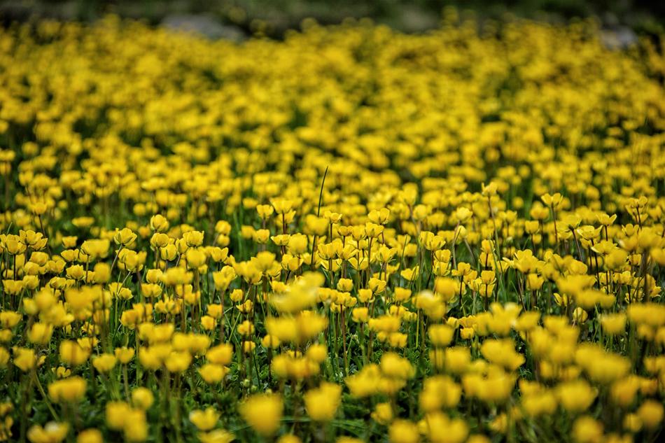 Flower Nature Area