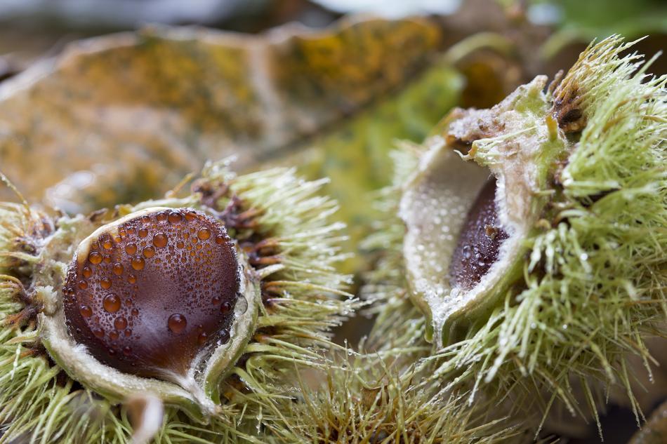 Chestnut Bug Thorny Fruit