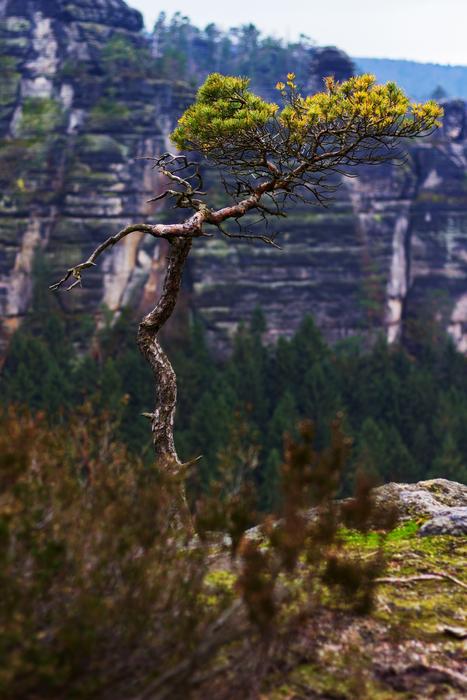 Tree Mountain Landscape