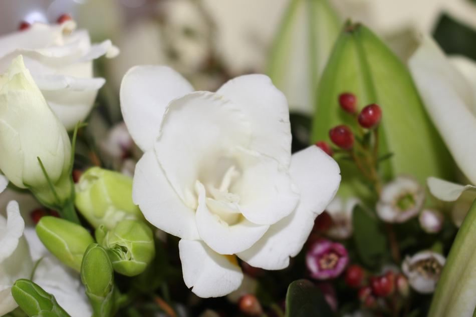 Flower White Bloom