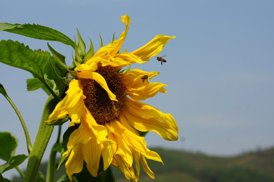 Nature Summer Flora