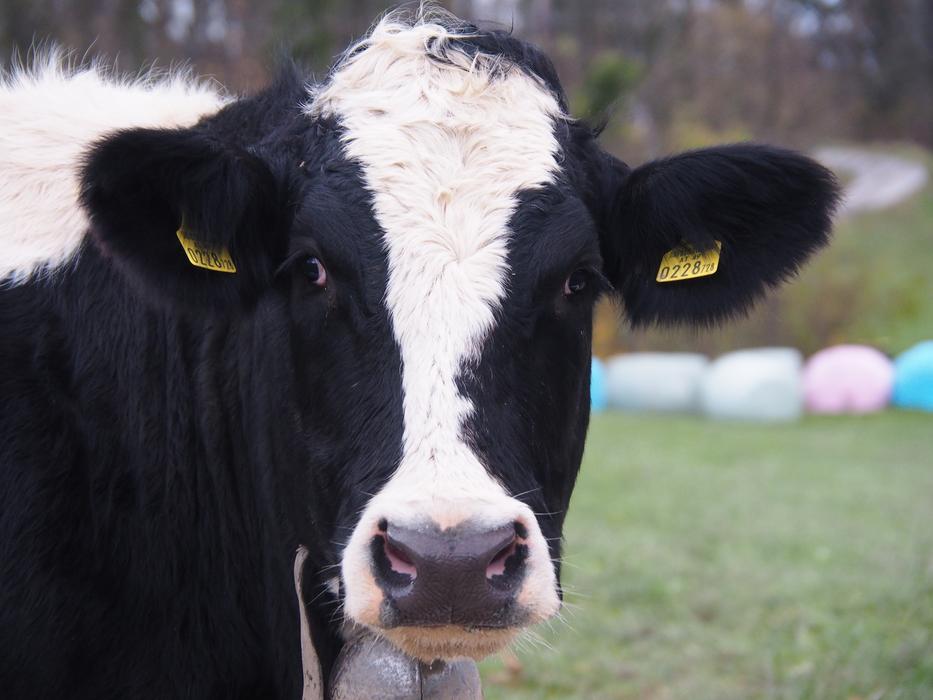 Cow Beef Livestock