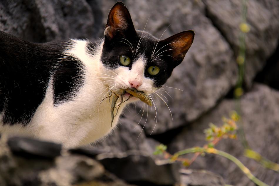 Nature Animal Cat