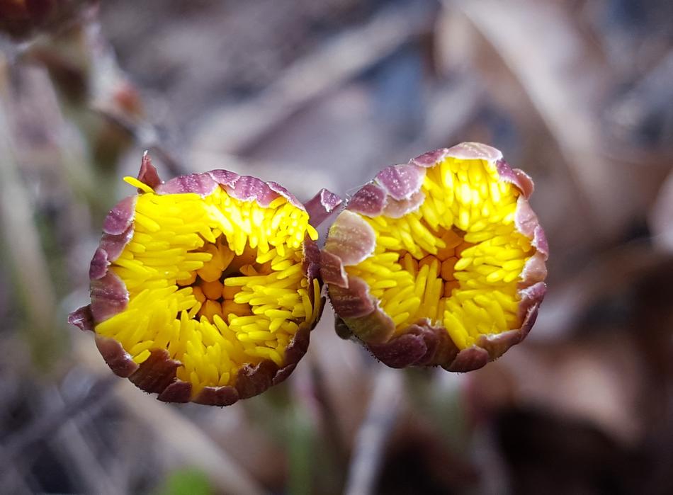 Nature Flower Plant
