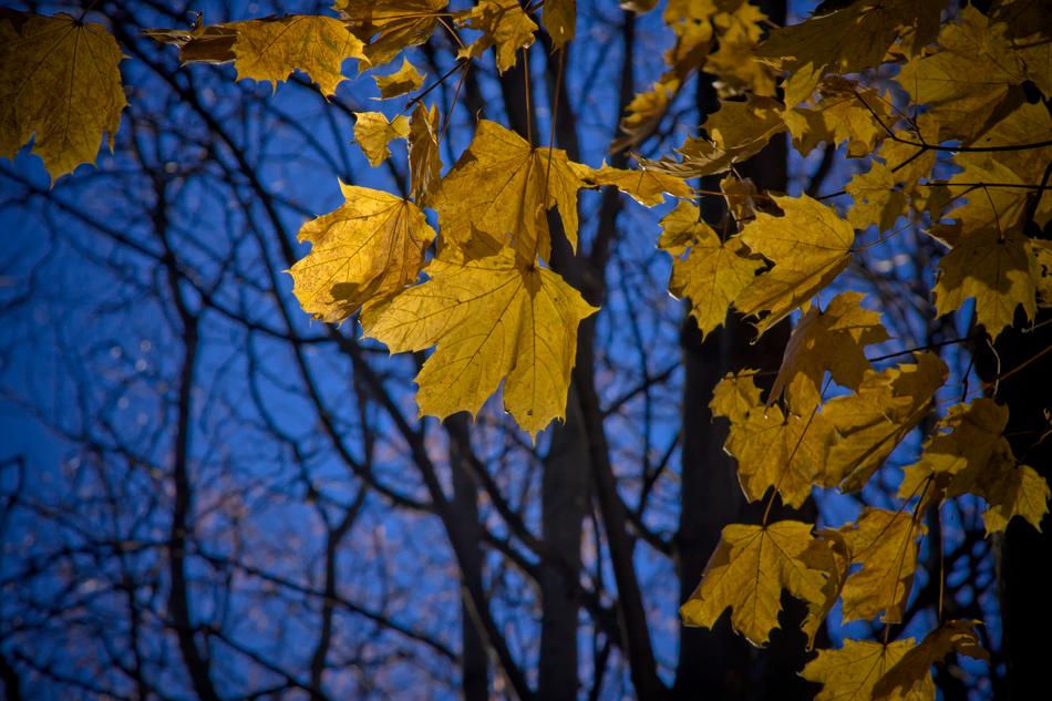 Maple Leaf Leaves