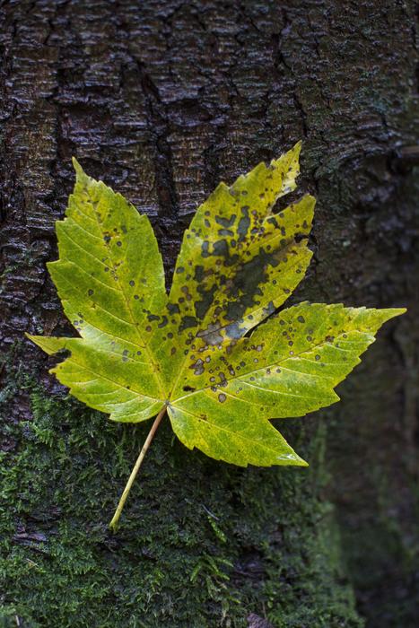 a lonely yellow leaf on the ground