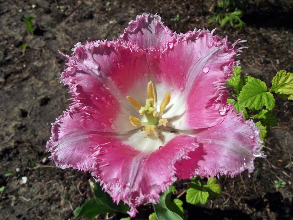 Flower Tulip Spring