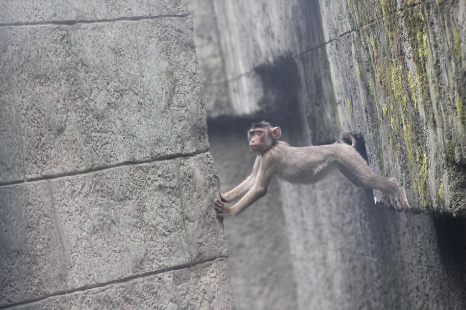 Monkey Äffchen Baby