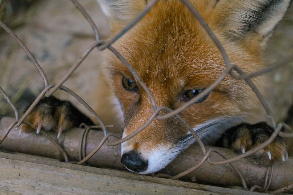 Fox Zoo Predator Wild