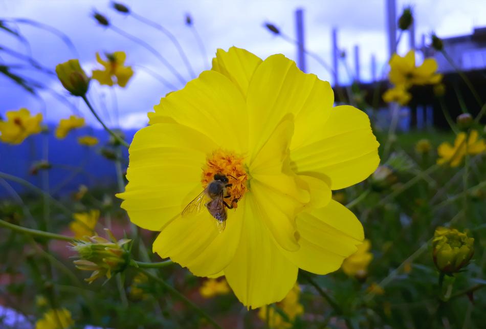 Nature Flower Summer