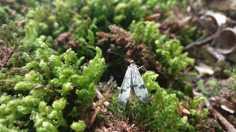 Moss