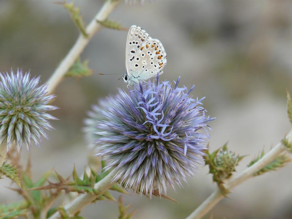 Butterfly Flower Nature