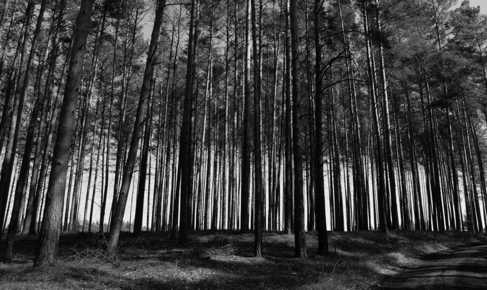 Wood Tree Nature
