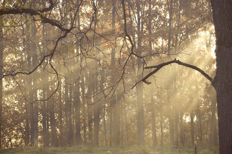 Tree Wood Branch