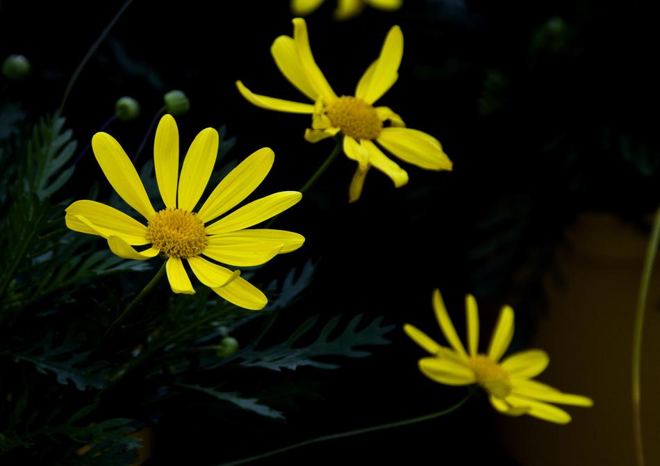 Flower Nature Plant