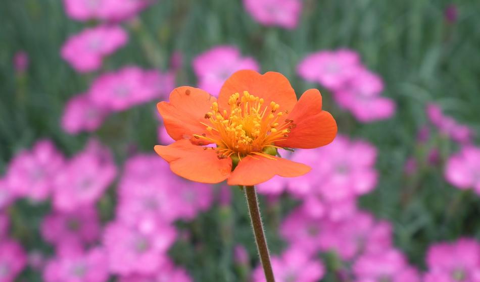 Flower Maczek California Nature