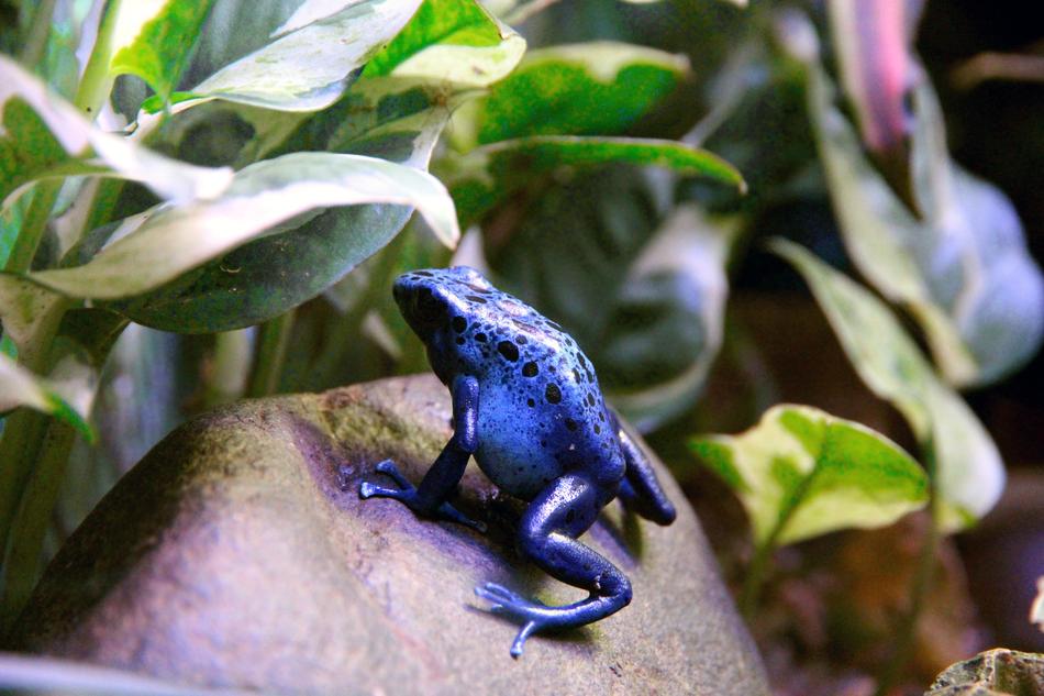 Frog Dendrobates