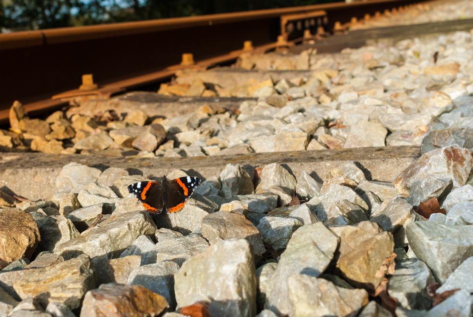 Butterfly Railway Track