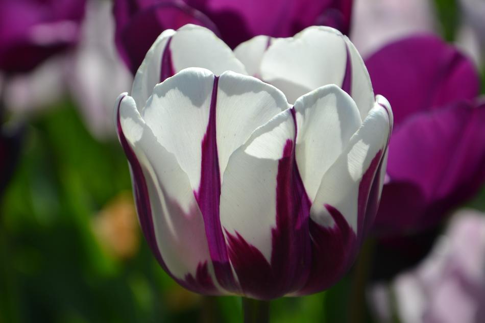 Flower Nature Plant