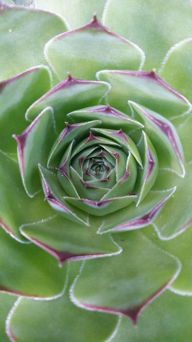 Cactus Succulent Flora