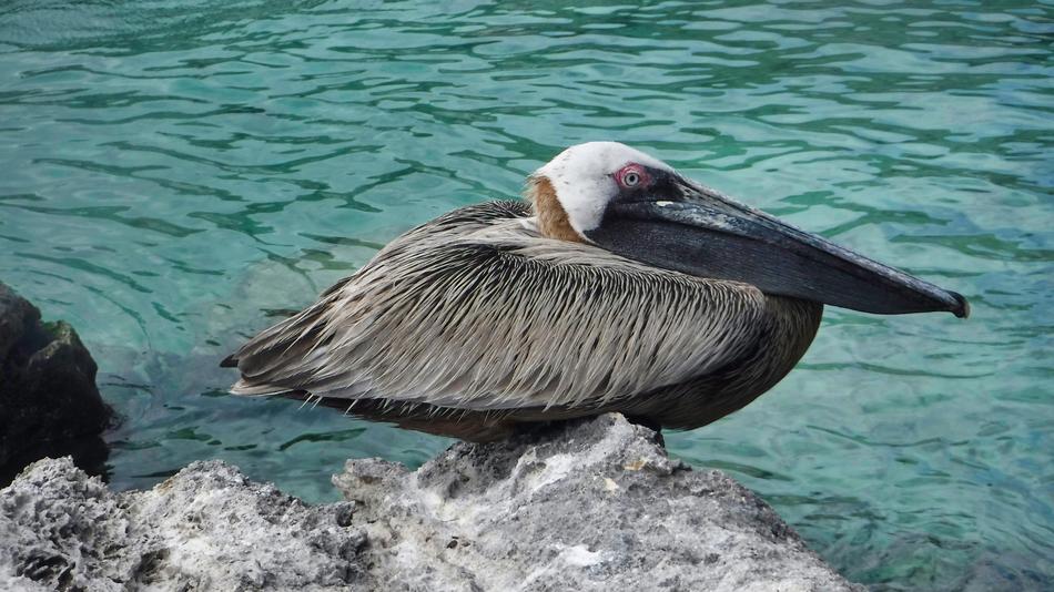 Body Of Water Nature Birds Wild