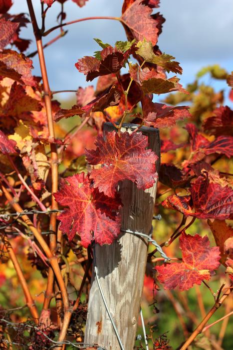 Autumn Vine Leaves