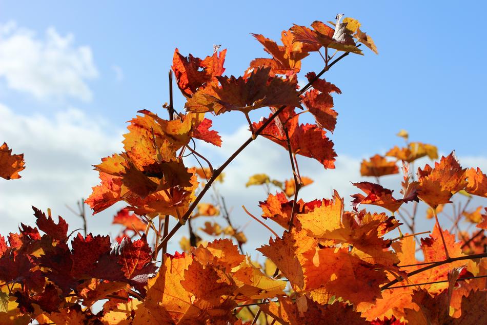 Autumn Vine Leaves