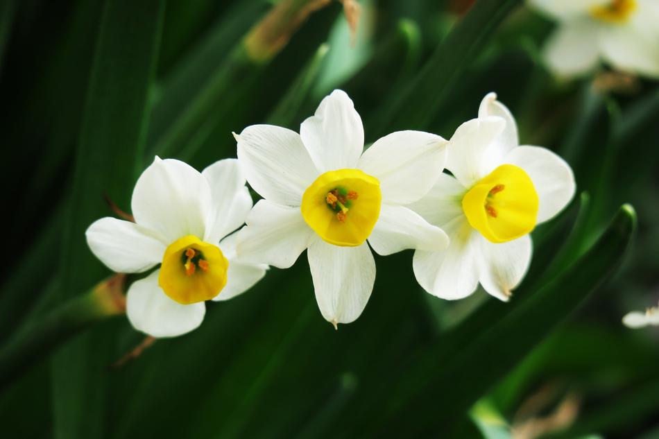 Flower Nature Plant