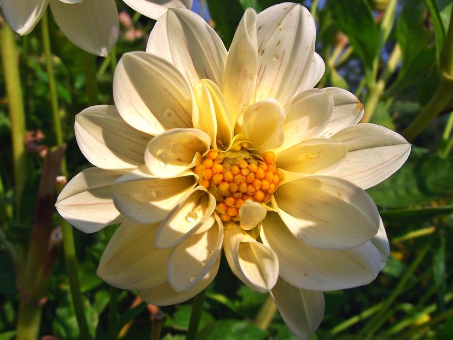 Nature Plant Flower
