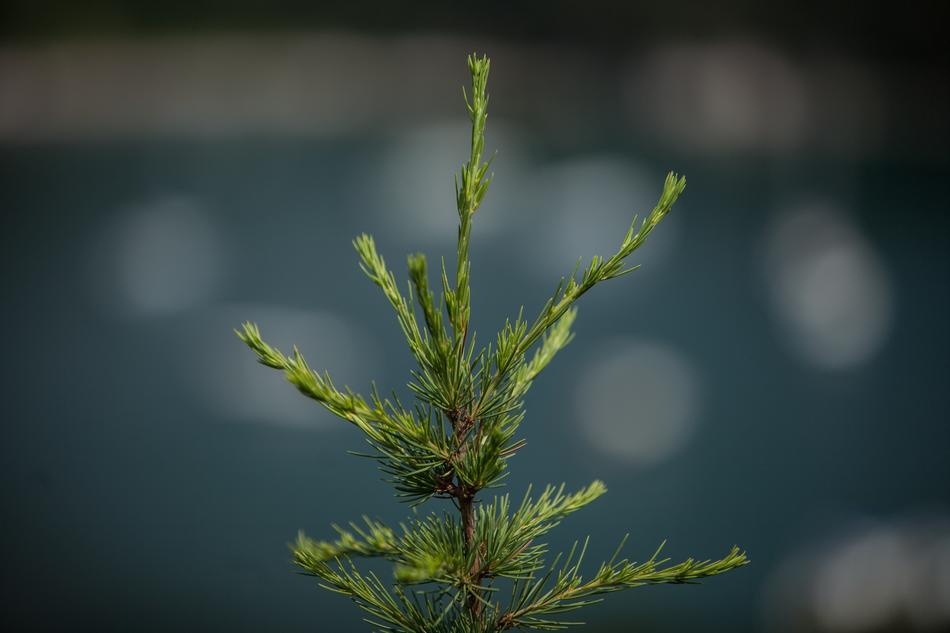 Nature Leaf Flora