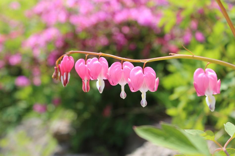 Nature Flowers Garden