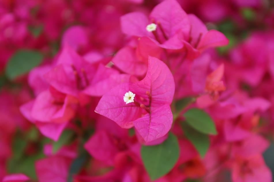Flora Blossom Nature