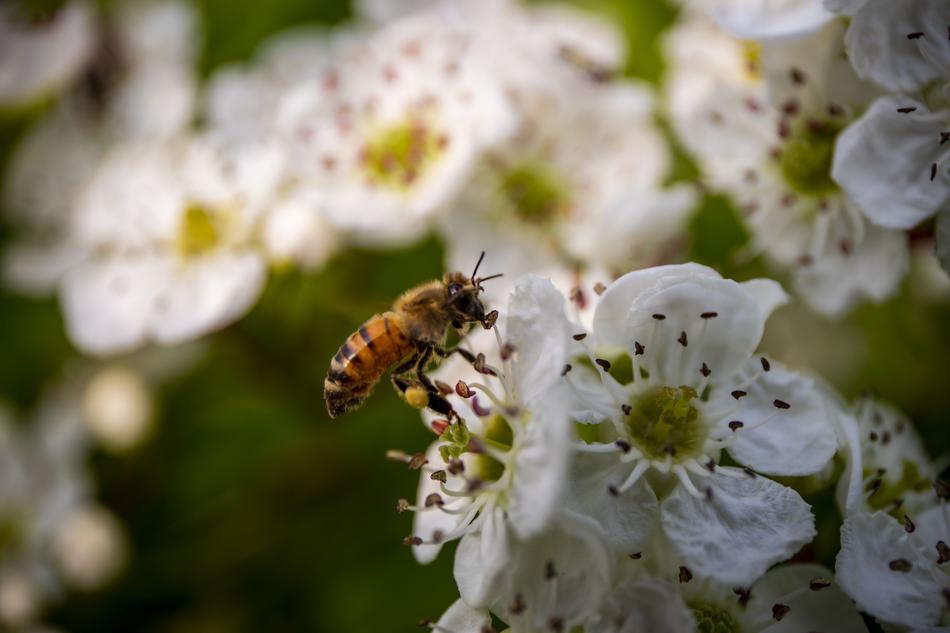 Bee Flora Nature