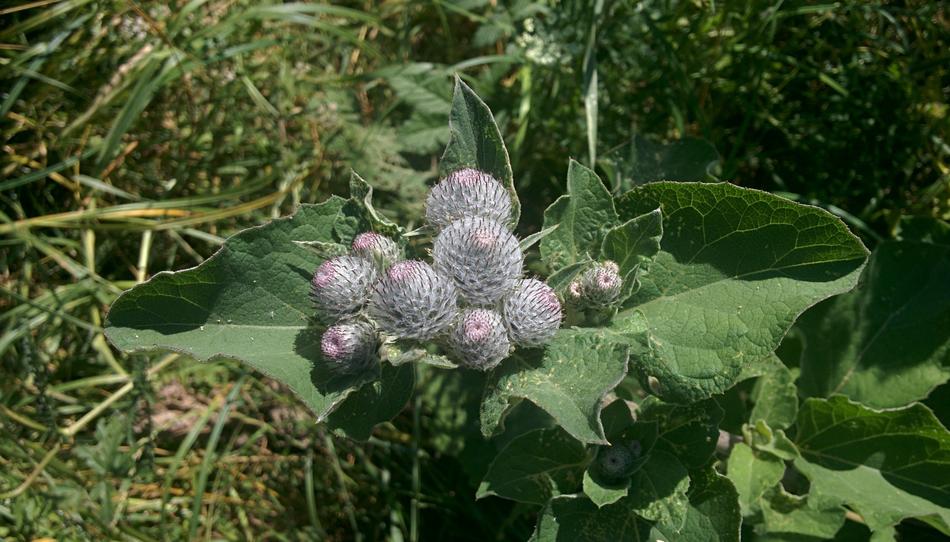 thorny wild plants in the foliage
