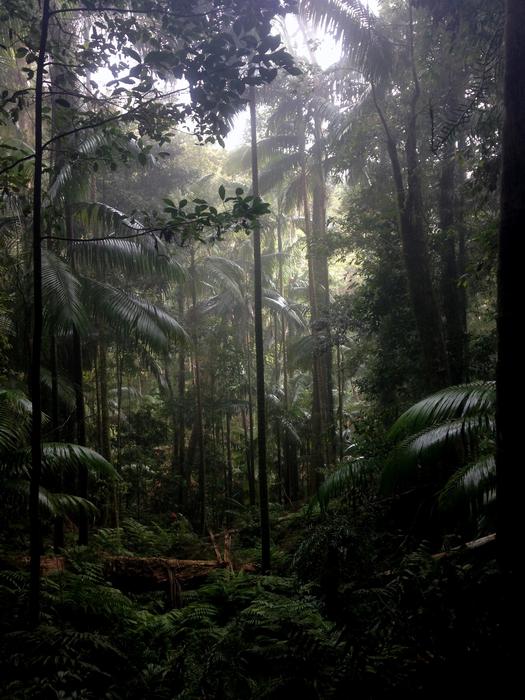forest in the mist