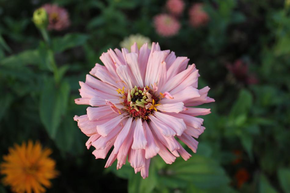 Flower Pink