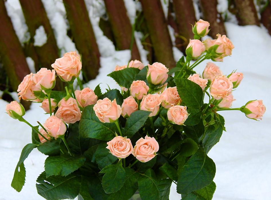 Flower Nature Pink Rose