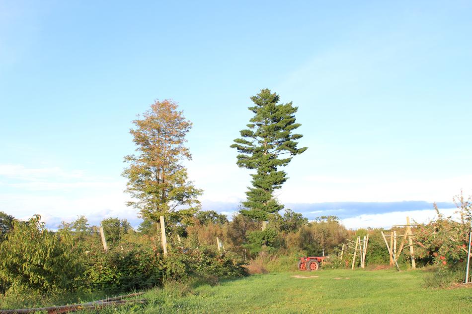 Trees Landscape Farm