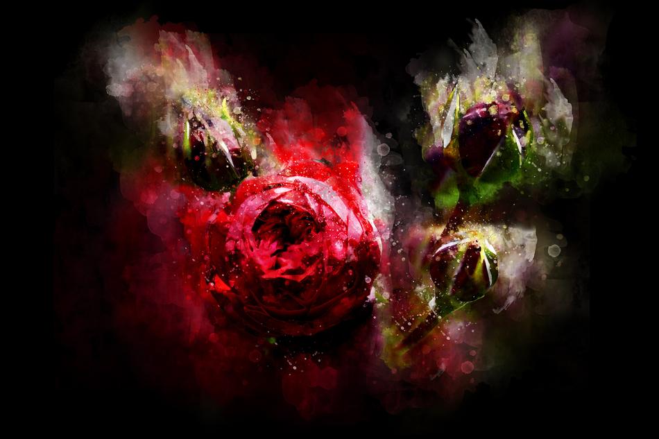 wild rose in the dark