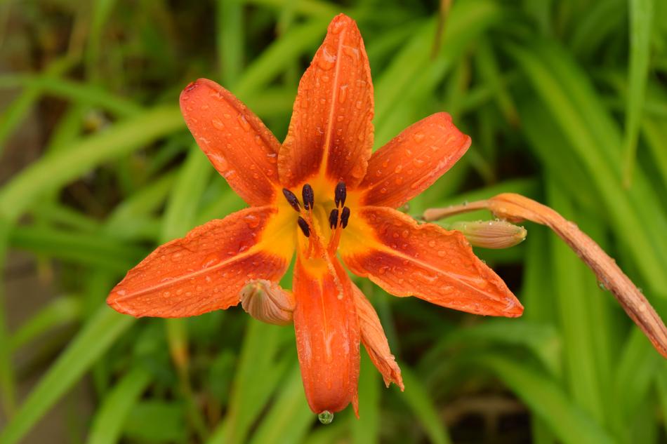 orange flower bud in the foliage