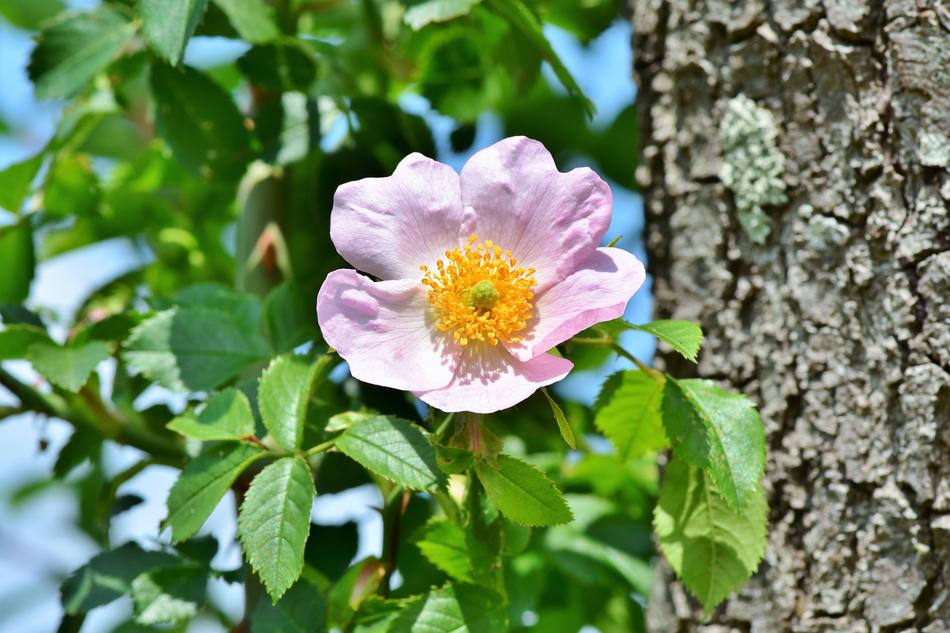 Anemone Florets Blossom