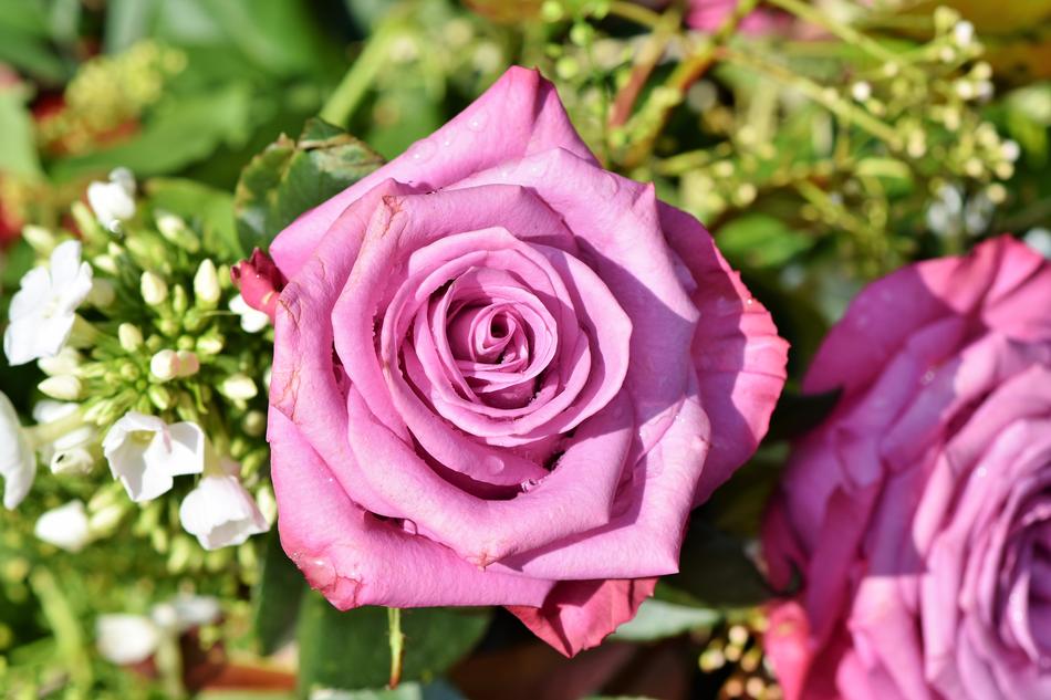 Rose Bloom Pink