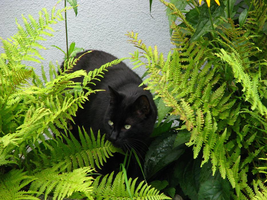 Black Cat Precious Panther