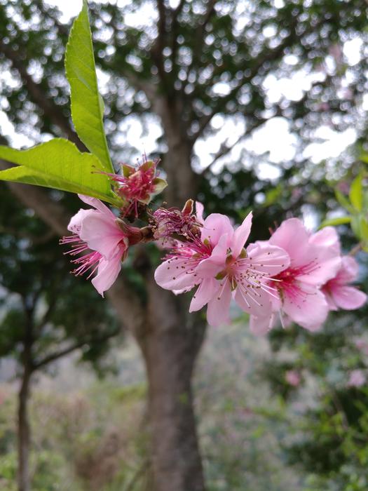 Flower Tree Flora