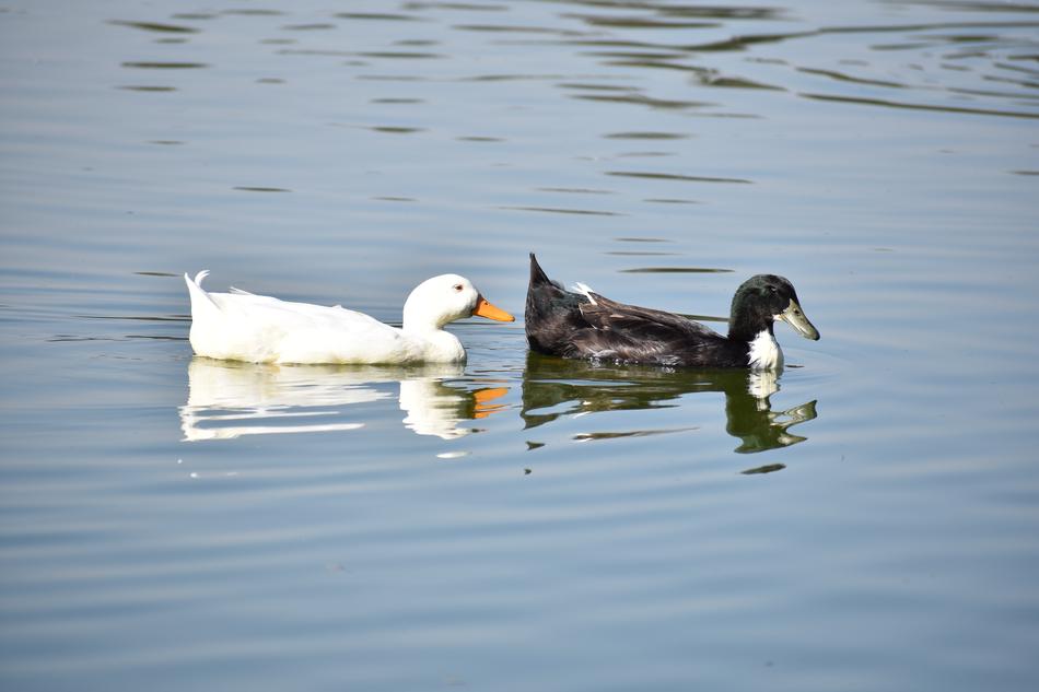 Body Of Water Duck Lake
