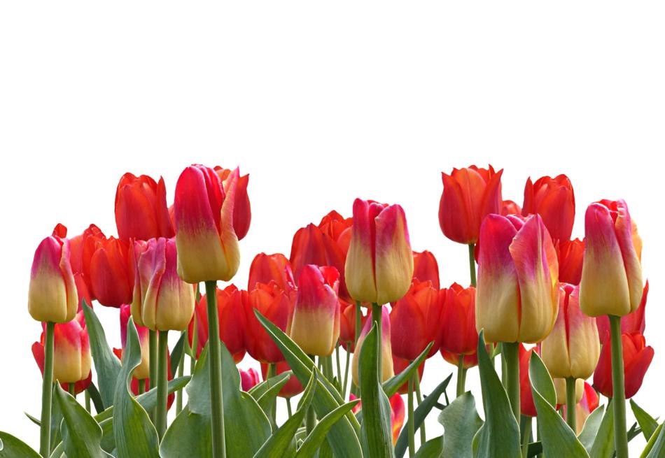 Tulips Spring Nature