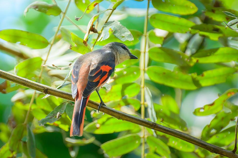 Birds Nature