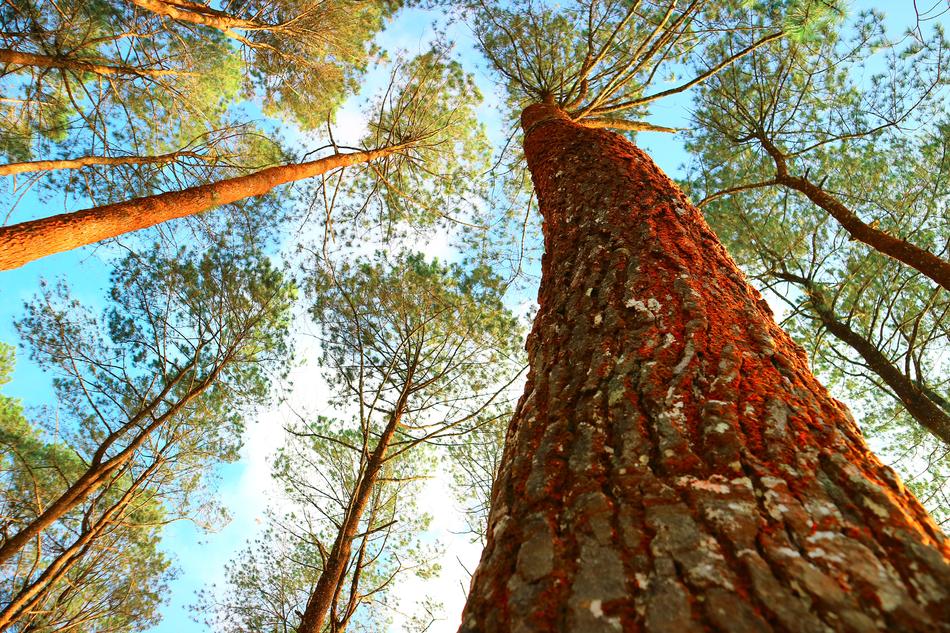 Tree Wood Nature